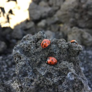 Randonnée Etna