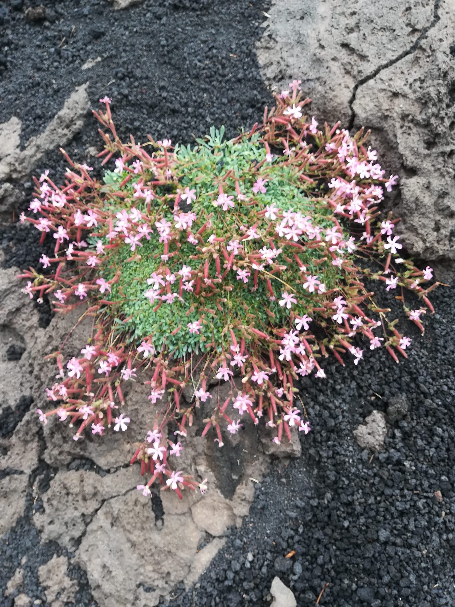 végétation sur l'Etna