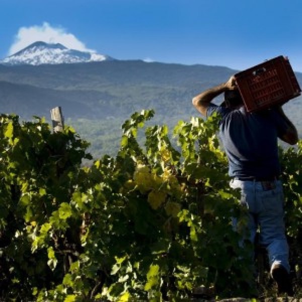 Vignoble de l'Etna