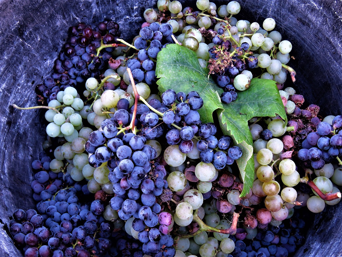autunnoetna_vino_jpg