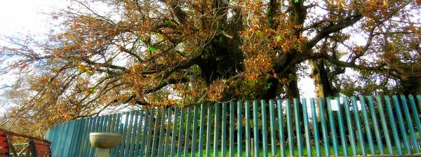 etna arbre chataigner