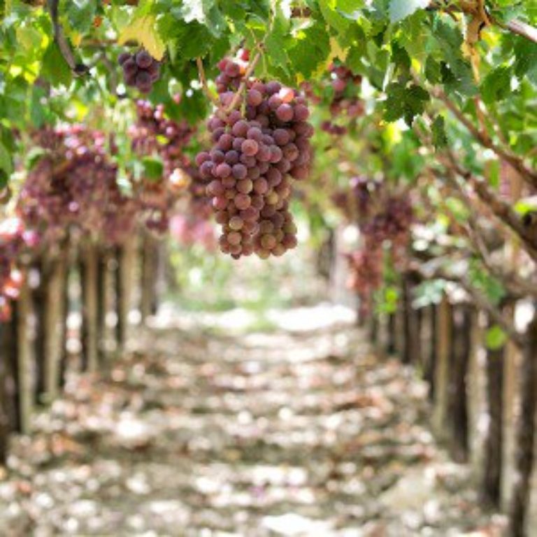 Visite Etna et dégustation vins Siciliens