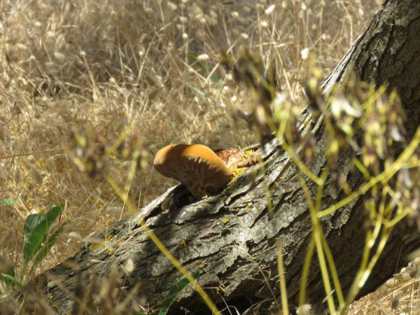 champignons etna2