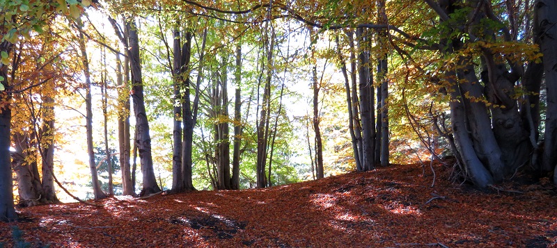 champignons etna