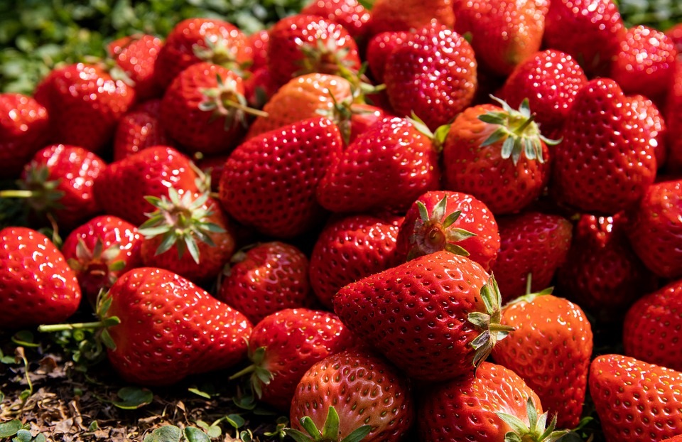 fraises de maletto