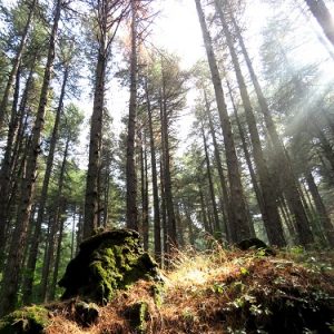 Petite guide des serpents de l&rsquo;Etna