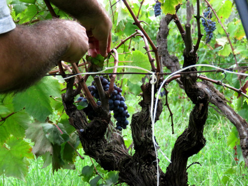 vignobles etna2