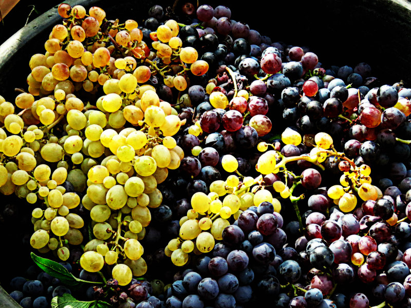 vignobles etna