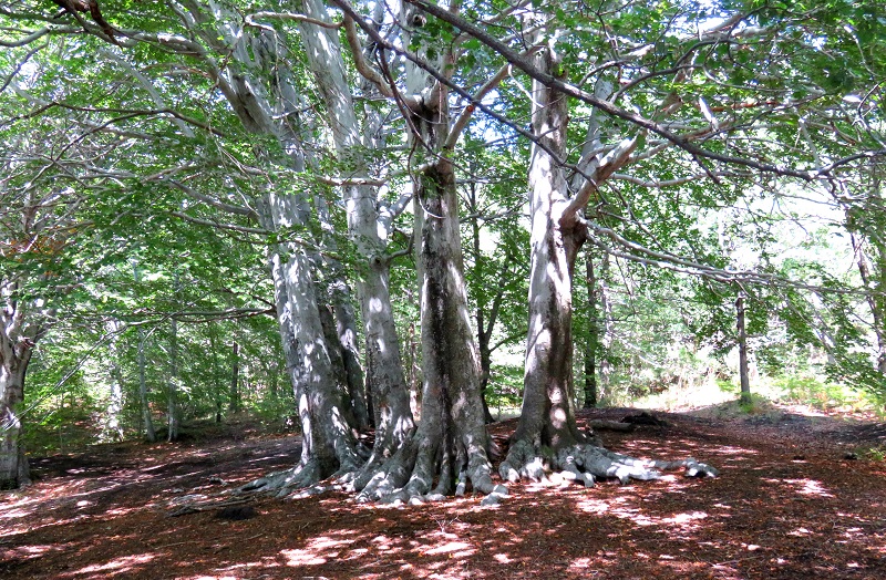 arbres geants etna