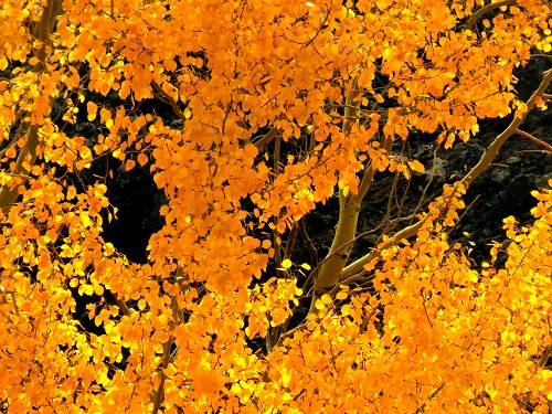 timparossa feuilles rouges