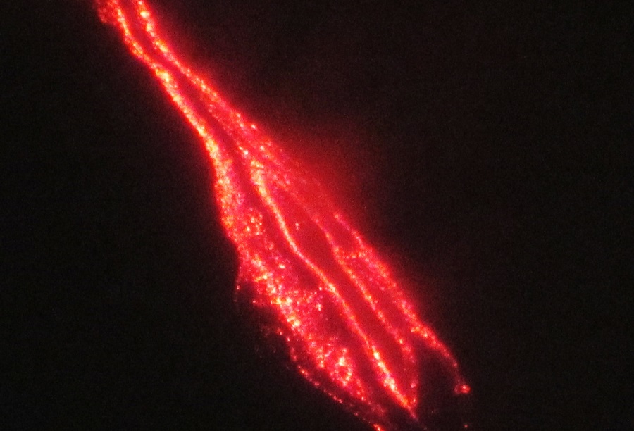 eruption 1971 fr