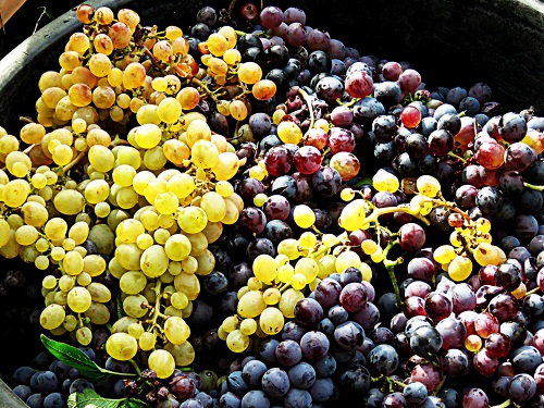 recolte des raisins_ (1)