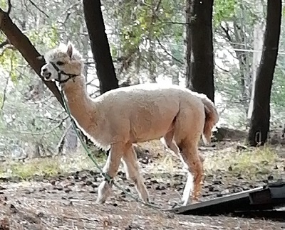 etna 3 alpaca