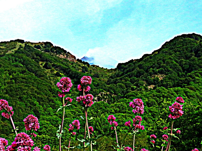 fleurs d'etna