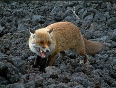 renard d'etna 02
