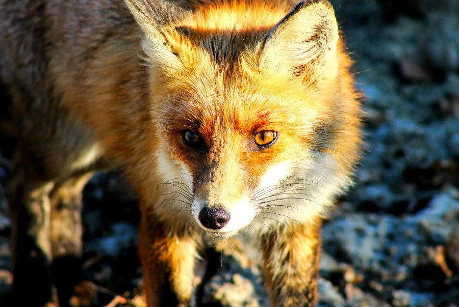 renard d'etna