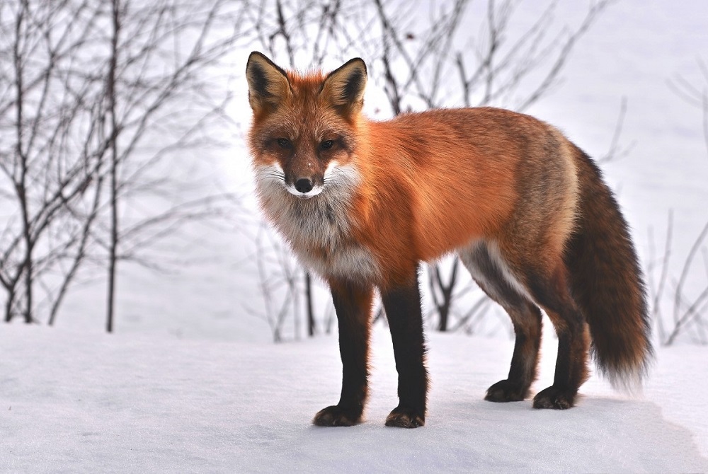 RENARD ETNA