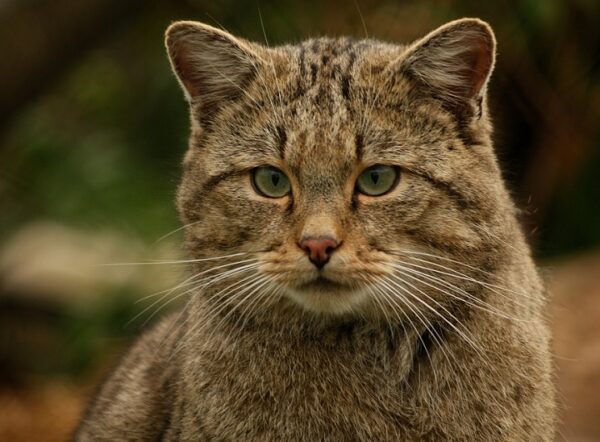 chat d'Etna 2