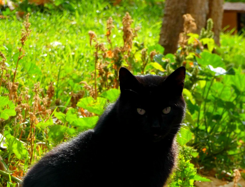 chat d'Etna