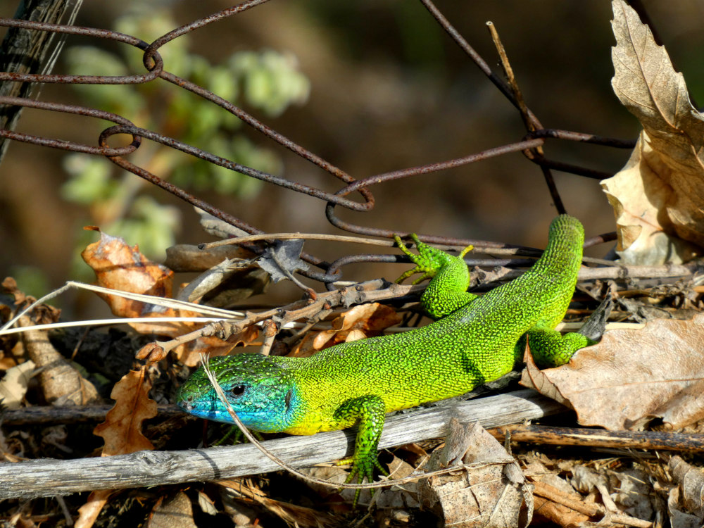 lézard vert