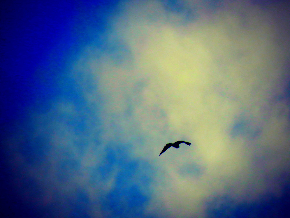 oiseaux ETNA (1)
