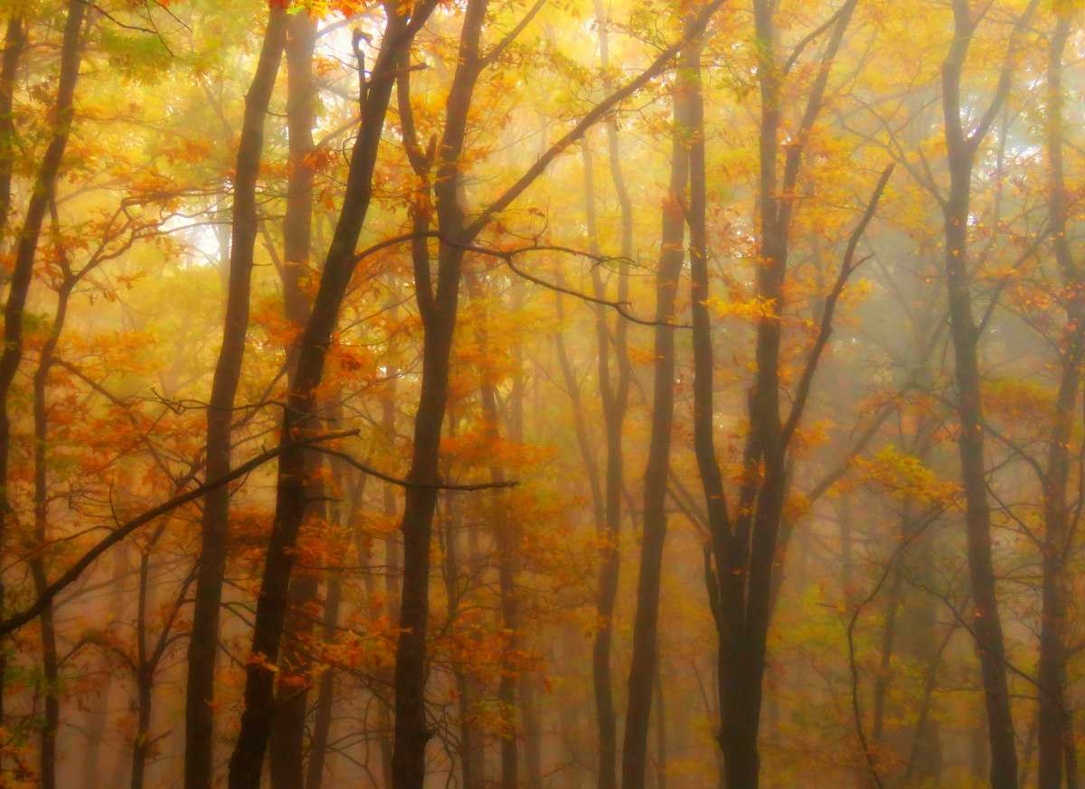 automne en nature_