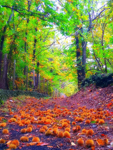 châtaignes etna