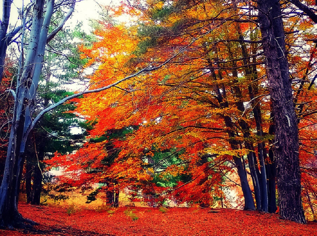 etna feuilles